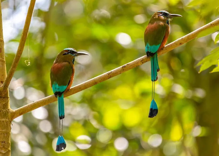 Treehouse H2ojos Lodge